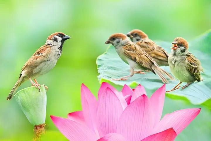 Hình Ảnh Cho Hình Nền Hoa Sen Full Hd Cho Máy Tính: