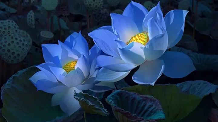 Hình Ảnh Cho Hình Nền Hoa Sen Full Hd Cho Máy Tính: