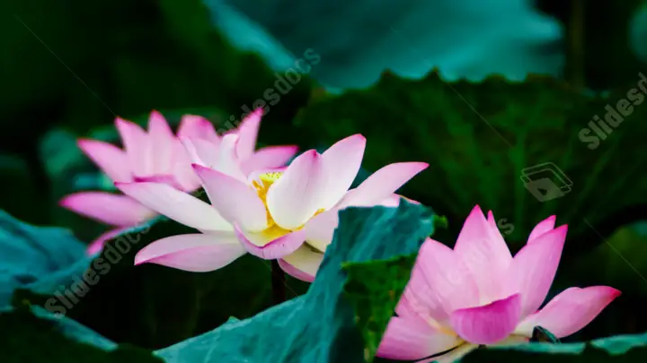 Hình Ảnh Cho Hình Nền Hoa Sen Full Hd Cho Máy Tính: