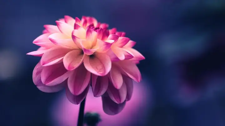 Hình Ảnh Cho Hình Nền Hoa Sen Full Hd Cho Máy Tính: