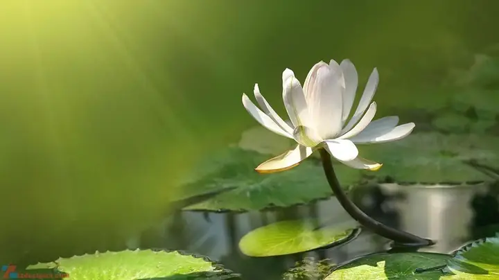 Hình Ảnh Cho Hình Nền Hoa Sen Full Hd Cho Máy Tính:
