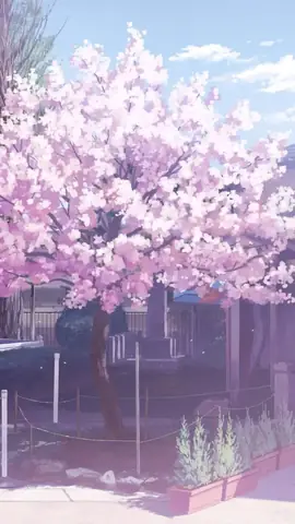 Hình Nền Hoa Anh Đào Anime Tuyệt Đẹp Cho Máy Tính Hình Nền Hoa Anh Đào Anime Tuyệt Đẹp Cho Máy Tính
