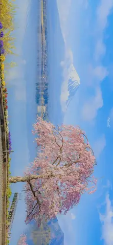 Hình Nền Hoa Anh Đào Anime Tuyệt Đẹp Cho Máy Tính Hình Nền Hoa Anh Đào Anime Tuyệt Đẹp Cho Máy Tính