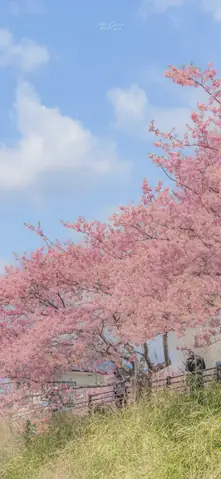 Hình Nền Hoa Anh Đào Anime Tuyệt Đẹp Cho Máy Tính Hình Nền Hoa Anh Đào Anime Tuyệt Đẹp Cho Máy Tính