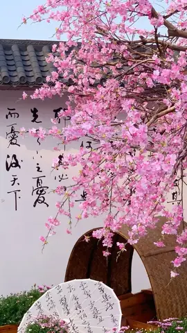 Hình Nền Hoa Anh Đào Anime Tuyệt Đẹp Cho Máy Tính Hình Nền Hoa Anh Đào Anime Tuyệt Đẹp Cho Máy Tính