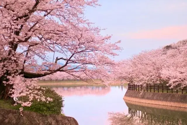Hình Nền Hoa Anh Đào Anime Tuyệt Đẹp Cho Máy Tính Hình Nền Hoa Anh Đào Anime Tuyệt Đẹp Cho Máy Tính