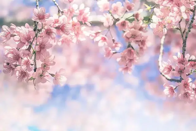 Hình Nền Hoa Anh Đào Anime Tuyệt Đẹp Cho Máy Tính Hình Nền Hoa Anh Đào Anime Tuyệt Đẹp Cho Máy Tính