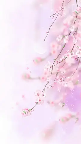Hình Nền Hoa Anh Đào Anime Tuyệt Đẹp Cho Máy Tính Hình Nền Hoa Anh Đào Anime Tuyệt Đẹp Cho Máy Tính