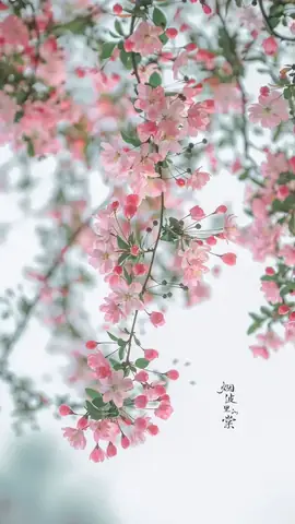 Hình Nền Hoa Anh Đào Anime Tuyệt Đẹp Cho Máy Tính Hình Nền Hoa Anh Đào Anime Tuyệt Đẹp Cho Máy Tính