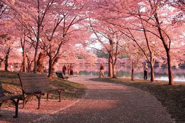 Hình Nền Hoa Anh Đào Anime Tuyệt Đẹp Cho Máy Tính Hình Nền Hoa Anh Đào Anime Tuyệt Đẹp Cho Máy Tính
