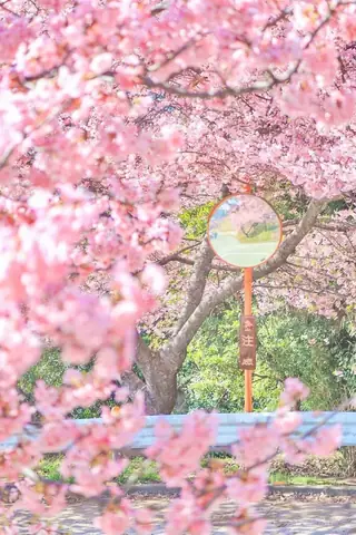 Hình Nền Hoa Anh Đào Anime Tuyệt Đẹp Cho Máy Tính Hình Nền Hoa Anh Đào Anime Tuyệt Đẹp Cho Máy Tính