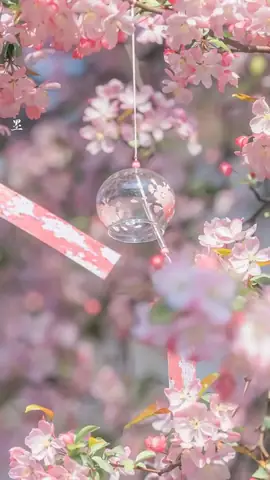 Hình Nền Hoa Anh Đào Anime Tuyệt Đẹp Cho Máy Tính Hình Nền Hoa Anh Đào Anime Tuyệt Đẹp Cho Máy Tính