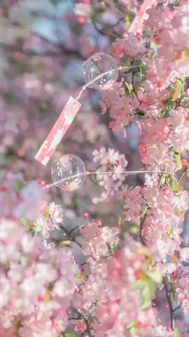 Hình Nền Hoa Anh Đào Anime Tuyệt Đẹp Cho Máy Tính Hình Nền Hoa Anh Đào Anime Tuyệt Đẹp Cho Máy Tính