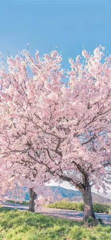 Hình Nền Hoa Anh Đào Anime Tuyệt Đẹp Cho Máy Tính Hình Nền Hoa Anh Đào Anime Tuyệt Đẹp Cho Máy Tính