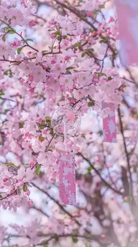 Hình Nền Hoa Anh Đào Anime Tuyệt Đẹp Cho Máy Tính Hình Nền Hoa Anh Đào Anime Tuyệt Đẹp Cho Máy Tính