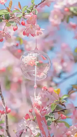 Hình Nền Hoa Anh Đào Anime Tuyệt Đẹp Cho Máy Tính Hình Nền Hoa Anh Đào Anime Tuyệt Đẹp Cho Máy Tính