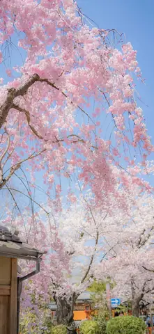 Hình Nền Hoa Anh Đào Anime Tuyệt Đẹp Cho Máy Tính Hình Nền Hoa Anh Đào Anime Tuyệt Đẹp Cho Máy Tính