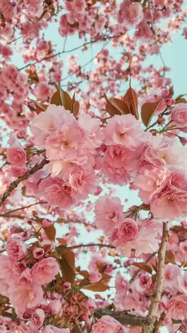 Hình Nền Hoa Anh Đào Anime Tuyệt Đẹp Cho Máy Tính Hình Nền Hoa Anh Đào Anime Tuyệt Đẹp Cho Máy Tính