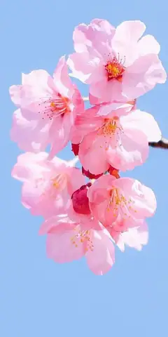 Hình Nền Hoa Anh Đào Anime Tuyệt Đẹp Cho Máy Tính Hình Nền Hoa Anh Đào Anime Tuyệt Đẹp Cho Máy Tính
