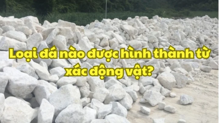 Cấu trúc đá vôi với các hóa thạch nhỏ bên trong