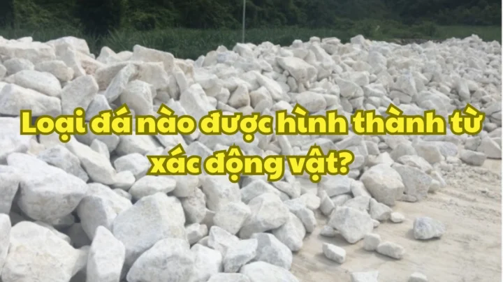 Loại Đá Nào Được Hình Thành Từ Xác Động Vật? Hình ảnh minh họa các loại đá trầm tích hữu cơ
