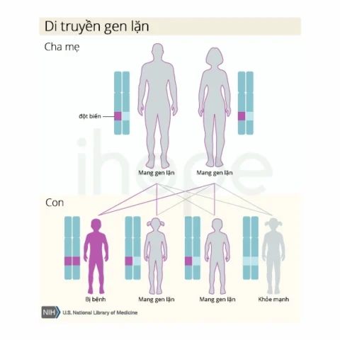 Di truyền là gì? Khám phá bí ẩn đằng sau gen của bạn Minh họa về quá trình di truyền gen