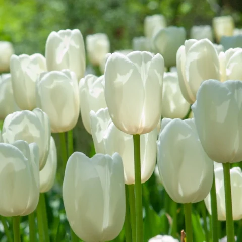 Một bông hoa tulip trắng tinh khôi