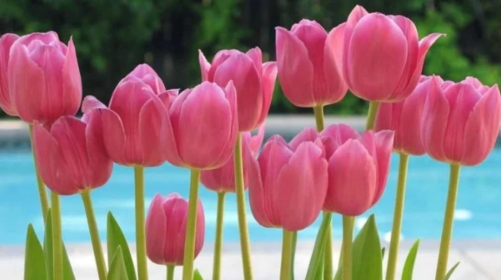 Nhiều loại hoa tulip với màu sắc khác nhau