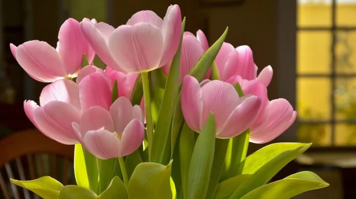 Nụ hoa tulip với hình dáng giống khăn xếp