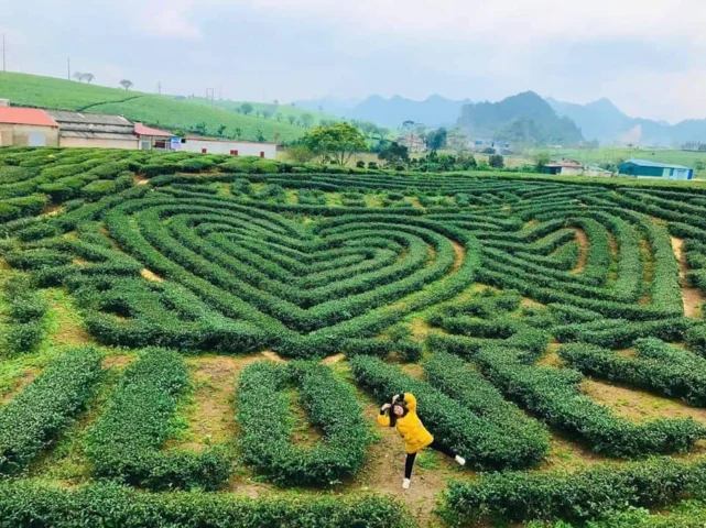 Đồi chè Trái Tim Mộc Châu
