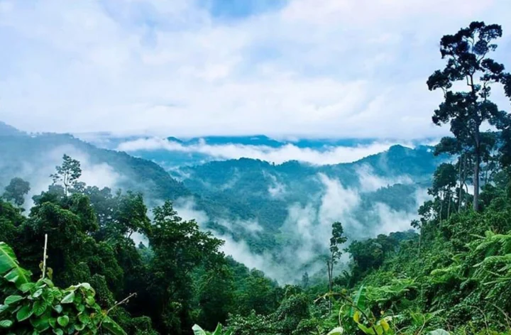 Rừng nguyên sinh giúp điều hòa khí hậu