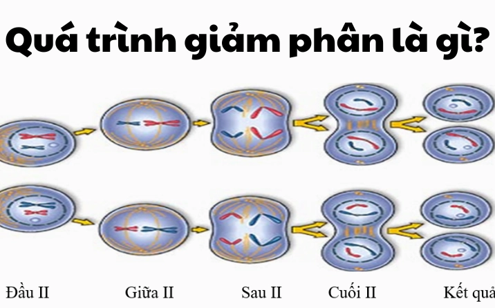 Câu đố kiến thức: Bức xạ nào từ Mặt Trời gây rám nắng? Sơ đồ quá trình sản sinh sắc tố Melanin