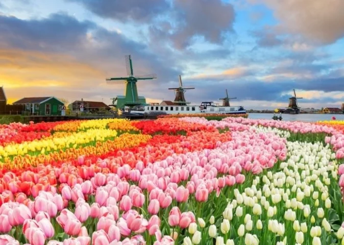 Vườn hoa tulip rực rỡ sắc màu